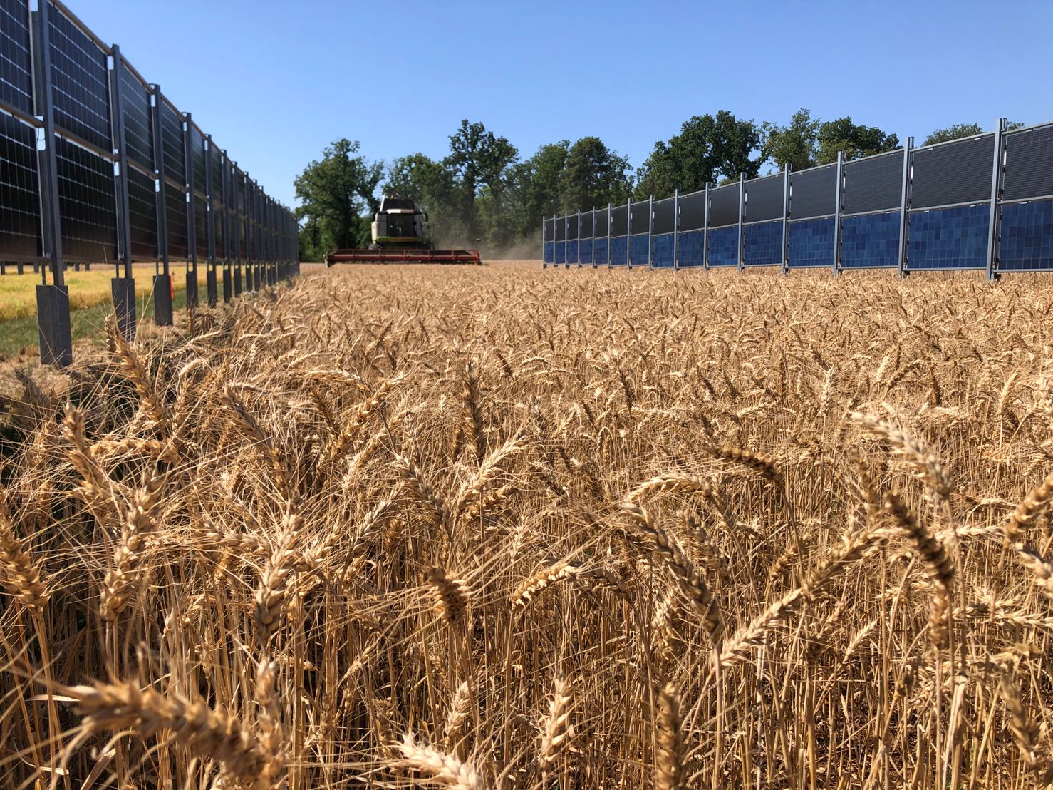 Wheat harvest 4.jpg